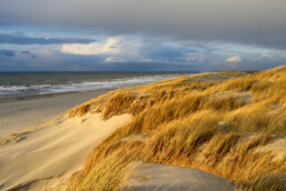 Warm licht van zonsondergang schijnt over zand en wuivend helmgras van de duinen op het strand van Petten