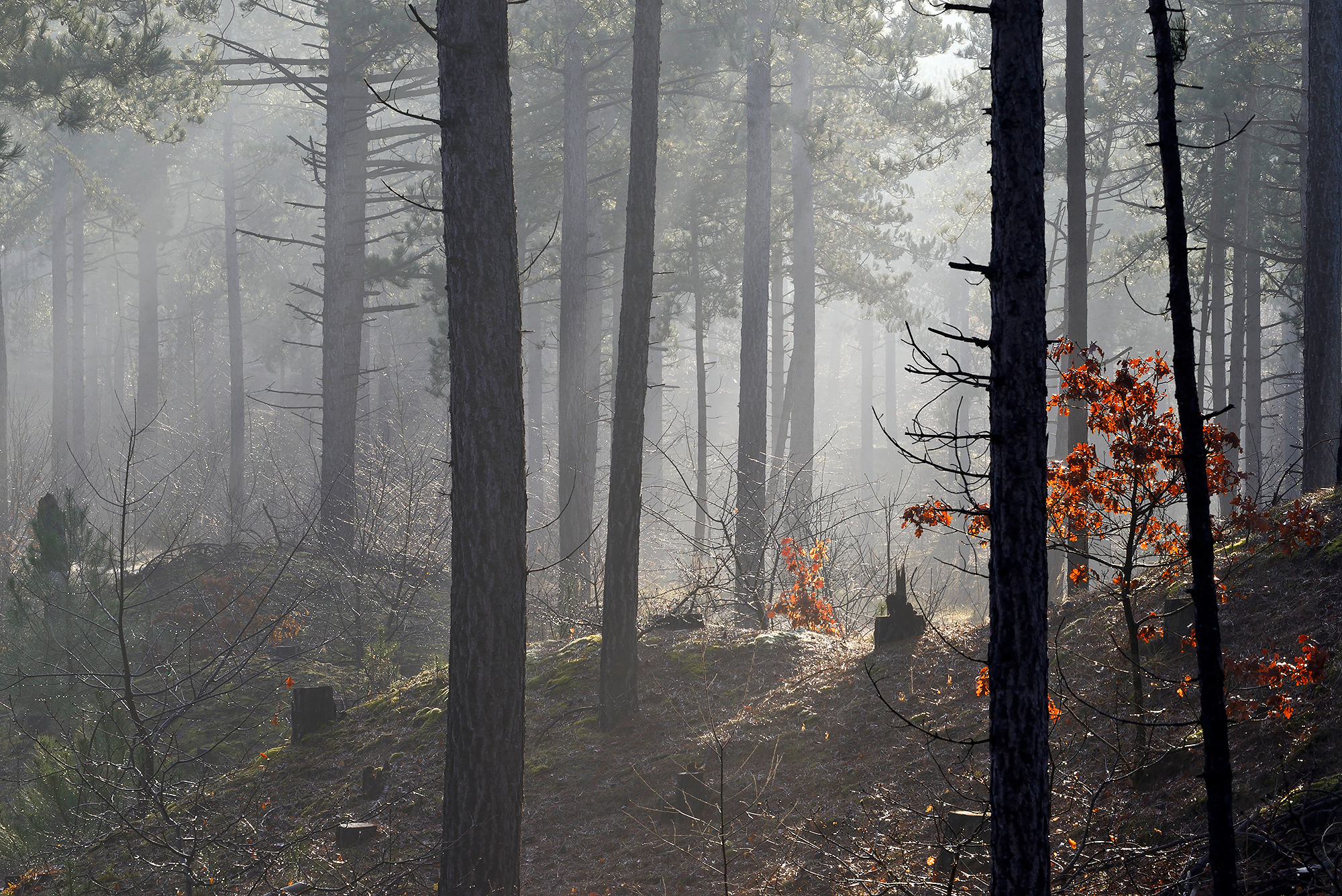 Zonnestralen schijnen door mist en silhouetten van naaldbomen tijdens zonsopkomst in het naaldbos van de Schoorlse Duinen.