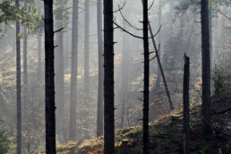 Zonnestralen schijnen door mist en silhouetten van naaldbomen tijdens zonsopkomst in het naaldbos van de Schoorlse Duinen.