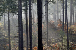Zonnestralen schijnen door mist en silhouetten van naaldbomen tijdens zonsopkomst in het naaldbos van de Schoorlse Duinen.