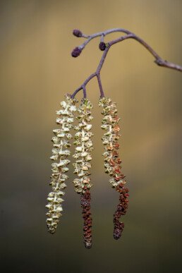 Katjes met mannelijke bloemen aan uiteinde van tak van zwarte els (Alnus glutinosa) aan de waterkant in het Noordhollands Duinreservaat bij Heemskerk