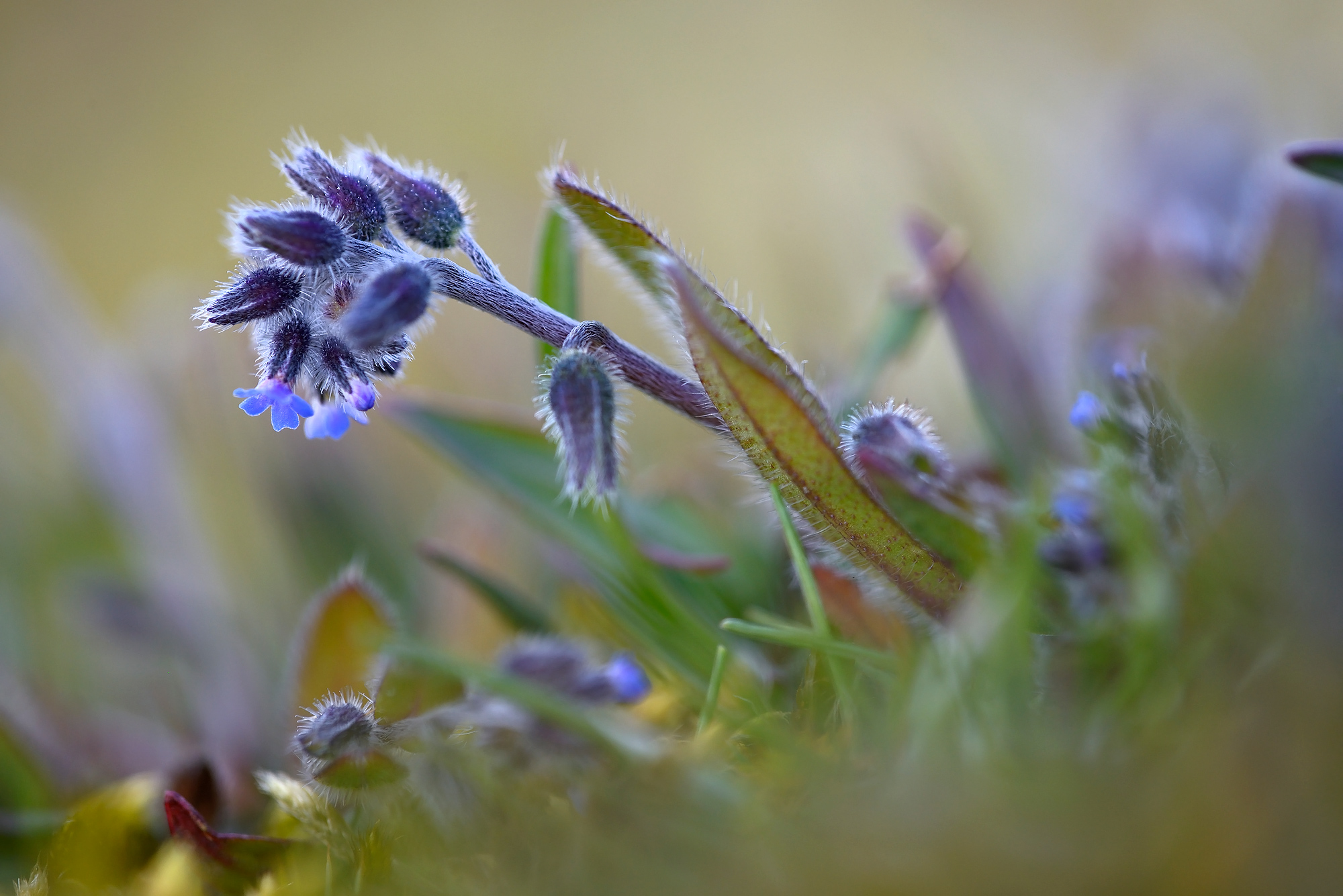 Behaarde stengel en lichtblauwe bloemen van ruw vergeet-me-nietje (Myosotis ramosissima) tijdens lente in het Noordhollands Duinreservaat bij Bakkum.