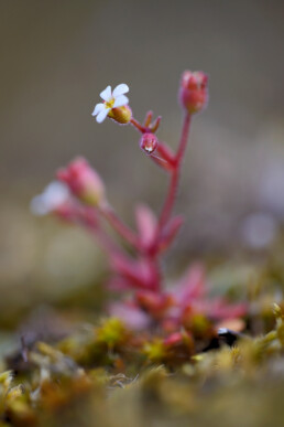 Behaarde stengel en witte bloemen van kandelaartje (Saxifraga tridactylites) op een zanderige duinhelling in het Noordhollands Duinreservaat bij Bakkum.