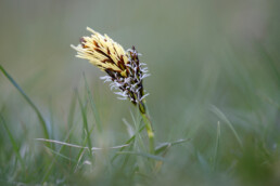 Bloeiende voorjaarszegge tussen het gras van de duingraslanden in het Noordhollands Duinreservaat bij Bakkum.