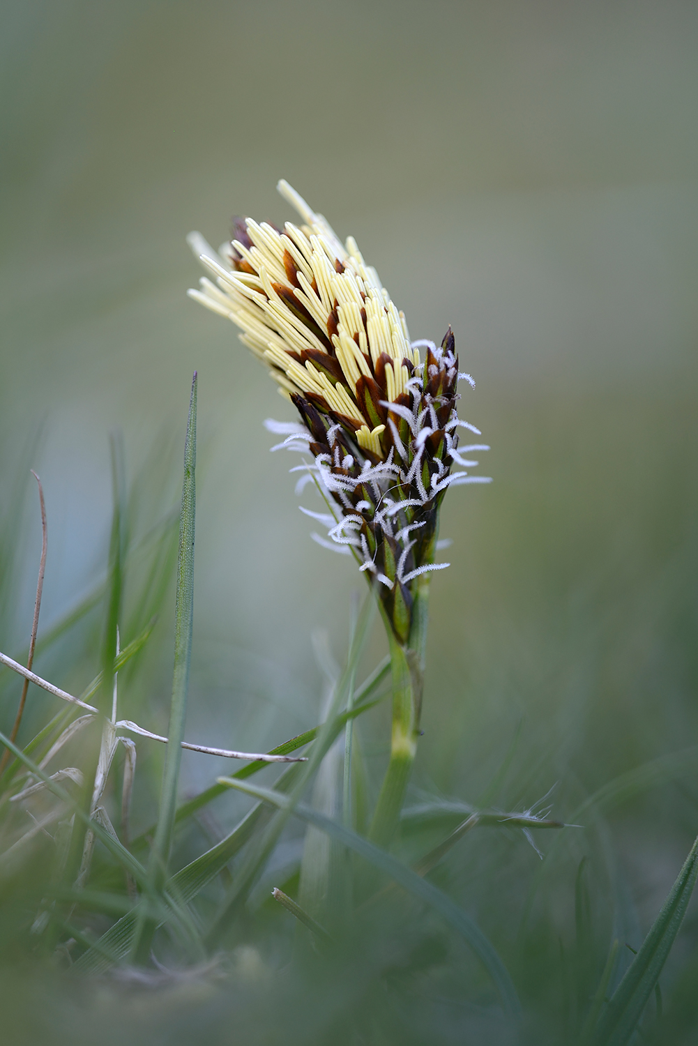 Bloeiende voorjaarszegge (Carex caryophyllea) tussen het gras van de duingraslanden in het Noordhollands Duinreservaat bij Bakkum.