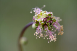 Bloemhoofd en meeldraden van kleine pimpernel (Poterium sanguisorba) in het Nationaal Park Zuid-Kennemerland bij Santpoort-Noord