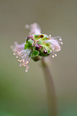 Bloemhoofd en meeldraden van kleine pimpernel (Poterium sanguisorba) in het Nationaal Park Zuid-Kennemerland bij Santpoort-Noord