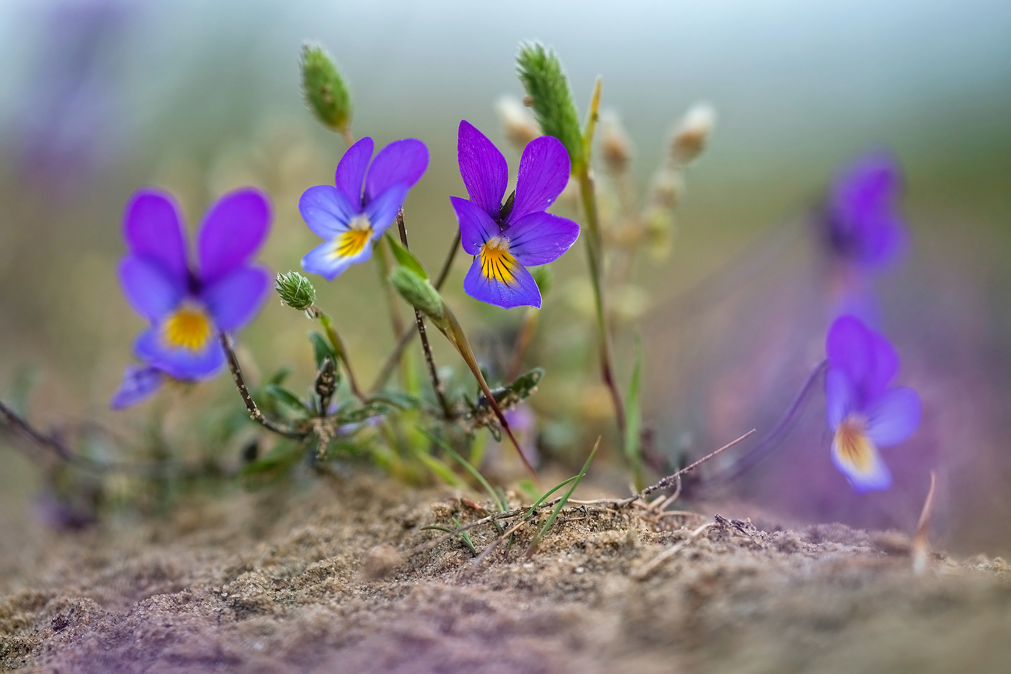 Paarsblauwe bloemen van duinviooltje (Viola curtisii) op zanderige duinhelling in het Nationaal Park Zuid-Kennemerland bij Santpoort-Noord.