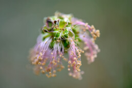 Bloemhoofd en meeldraden van kleine pimpernel (Poterium sanguisorba) in het Nationaal Park Zuid-Kennemerland bij Santpoort-Noord