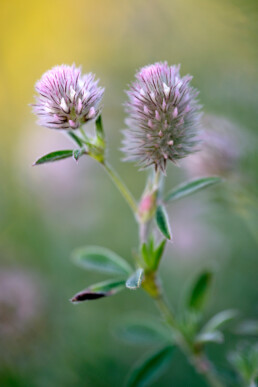 Roze bloemen van hazenpootje (Trifolium arvense) in het zeedorpenlandschap van het Noordhollands Duinreservaat bij Wijk aan Zee