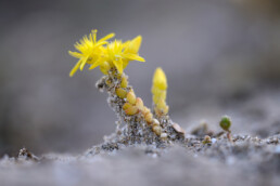 Gele bloemen van muurpeper (Sedum acre) op het duinzand in het zeedorpenlandschap van het Noordhollands Duinreservaat bij Wijk aan zee.