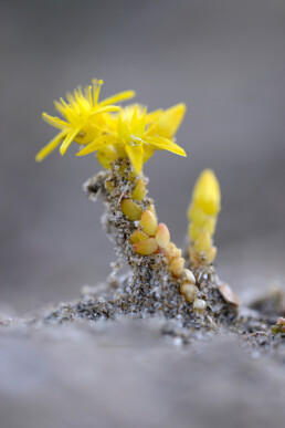 Gele bloemen van muurpeper (Sedum acre) op het duinzand in het zeedorpenlandschap van het Noordhollands Duinreservaat bij Wijk aan zee