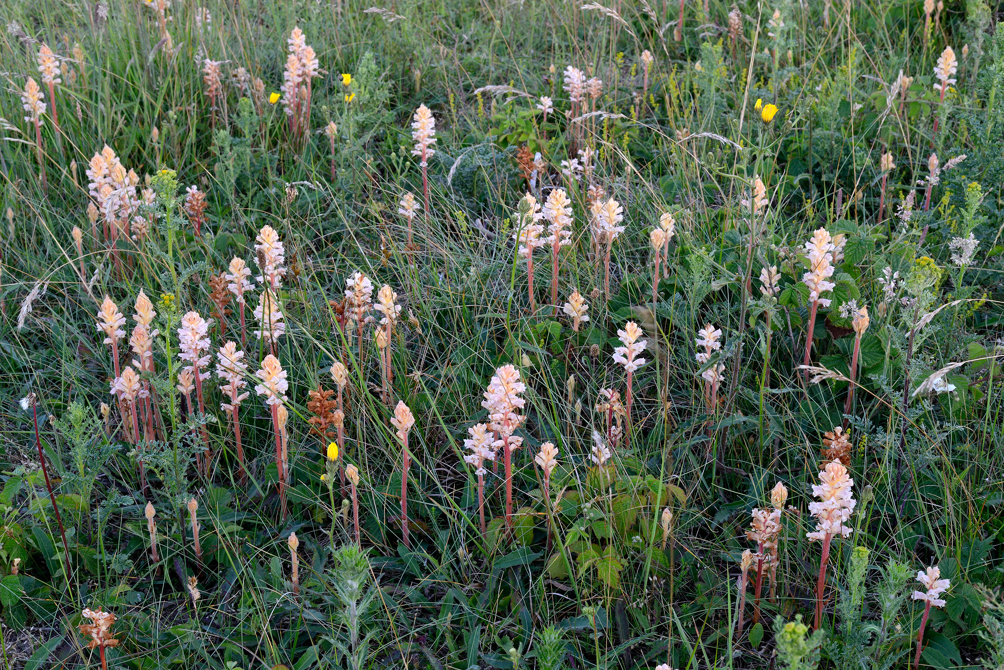Stengels en witte, buisvormige bloemen van bitterkruidbremraap (Orobanche picridis) in het zeedorpenlandschap van het Noordhollands Duinreservaat bij Wijk aan Zee.
