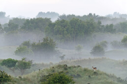 Damhert (Dama dama) op duinhelling tijdens mistige zonsopkomst in de Amsterdamse Waterleidingduinen bij Vogelenzang.