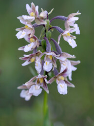 Stengel met witte bloemen van moeraswespenorchis (Epipactis palustris) in een natte duinvallei op het Kennemerstrand bij IJmuiden.