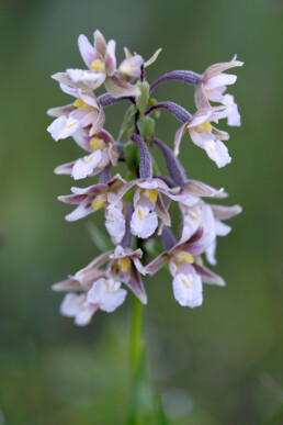 Stengel met witte bloemen van moeraswespenorchis (Epipactis palustris) in een natte duinvallei op het Kennemerstrand bij IJmuiden.