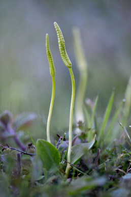 Langgerekte sporenpluim van addertong (Ophioglossum vulgatum) tussen vegetatie van primaire duinvallei op het Kennemerstrand bij IJmuiden