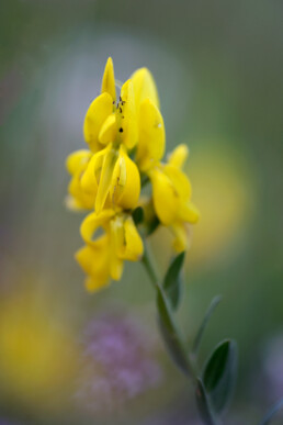 Gele bloemen van bloeiende verfbrem (Genista tinctoria) in een natte duinvallei in het Noordhollands Duinreservaat bij Heemskerk.