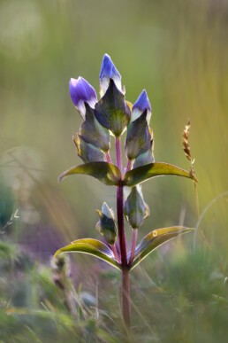 Steel en paarse bloemen van veldgentiaan (Gentianella campestris) in een natte duinvallei in het Noordhollands Duinreservaat bij Heemskerk