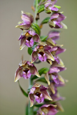 Stengel en paarse bloemen van een bloeiende brede wespenorchis (Epipactis helleborine) in het naaldbos van de Schoorlse Duinen