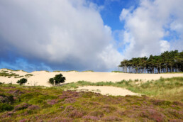 Heide en naaldbomen bij groot stuifduin 'Schildduin' in het Buizerdvlak van het Noordhollands Duinreservaat bij Bergen aan Zee.