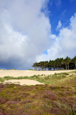 Heide en naaldbomen bij groot stuifduin 'Schildduin' in het Buizerdvlak van het Noordhollands Duinreservaat bij Bergen aan Zee.