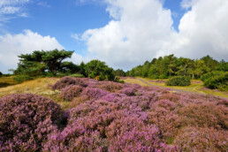 Velden met paarse, bloeiende struikhei (Calluna vulgaris) tijdens zomer in het Noordhollands Duinreservaat bij Bergen