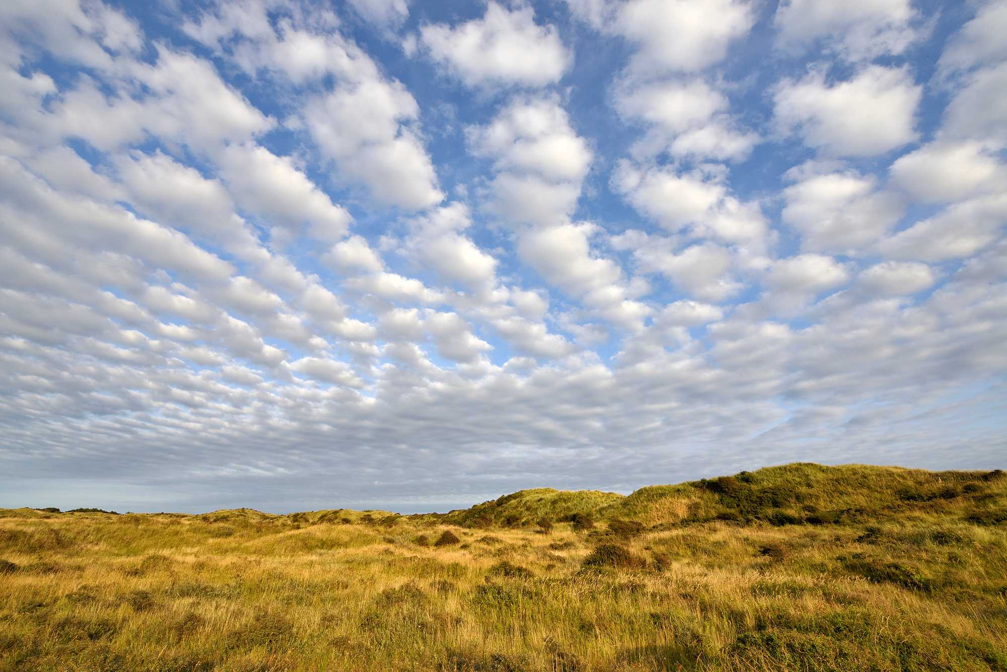 Waaier van schapenwolken boven de duinen van het Noordhollands Duinreservaat bij Wijk aan Zee