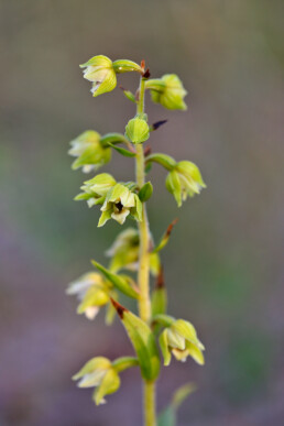 Stengel en bloemen van bloeiende duinwespenorchis (Epipactis neerlandica) in de zeeduinen van de Schoorlse Duinen.