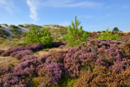 Paars bloeiende struiken struikhei (Calluna vulgaris) in de luwte van zanderige duinhelling in de Schoorlse Duinen bij Hargen aan Zee.