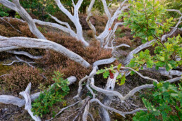 Witte, verweerde takken van dode boom tussen heide in het Noordhollands Duinreservaat bij Bergen