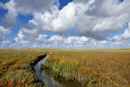 Slingerende kreek door de kwelder van vogelreservaat De Volharding bij De Cocksdorp op het waddeneiland Texel.