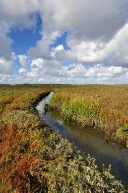 Slingerende kreek door de kwelder van vogelreservaat De Volharding bij De Cocksdorp op het waddeneiland Texel.