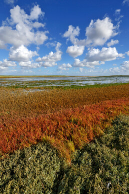 Rode kleuren van zeekraal (Salicornia europaea) in de herfst op de kwelder van vogelreservaat De Volharding bij De Cocksdorp op het waddeneiland Texel.