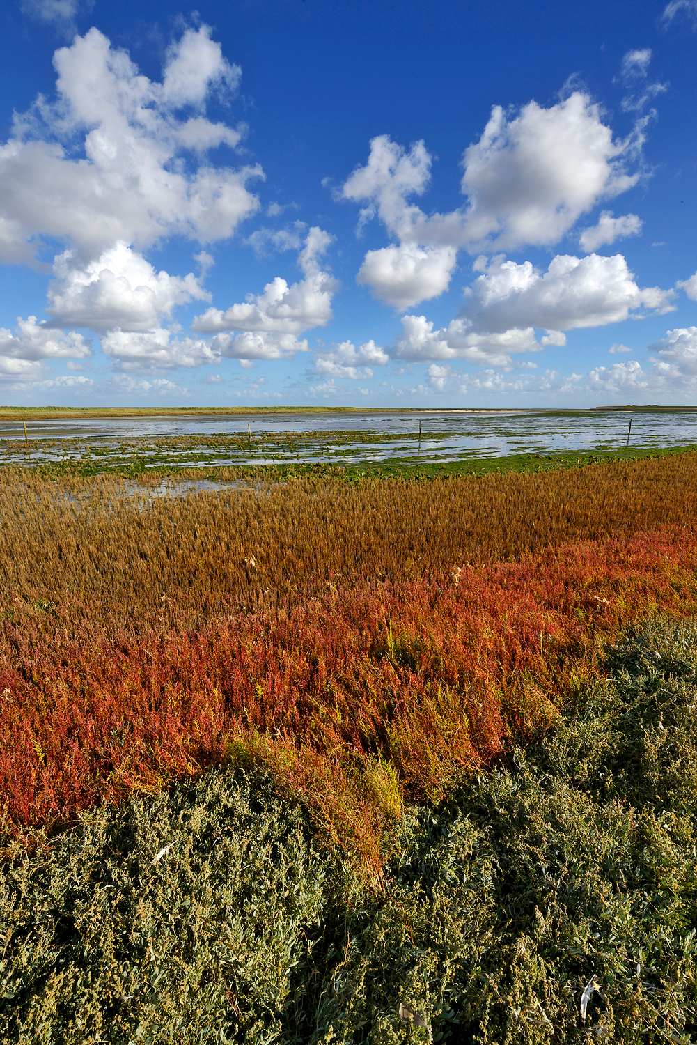 Rode kleuren van zeekraal (Salicornia europaea) in de herfst op de kwelder van vogelreservaat De Volharding bij De Cocksdorp op het waddeneiland Texel.