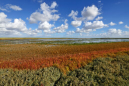 Rode kleuren van zeekraal (Salicornia europaea) in de herfst op de kwelder van vogelreservaat De Volharding bij De Cocksdorp op het waddeneiland Texel.