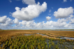 Verkleurde planten aan het einde van de zomer op de kwelder van vogelreservaat De Volharding bij De Cocksdorp op het waddeneiland Texel