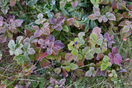 Met rijp bedekte, rood verkleurde bladeren van dauwbraam tijdens een koude ochtend in het Noordhollands Duinreservaat bij Egmond-Binnen.