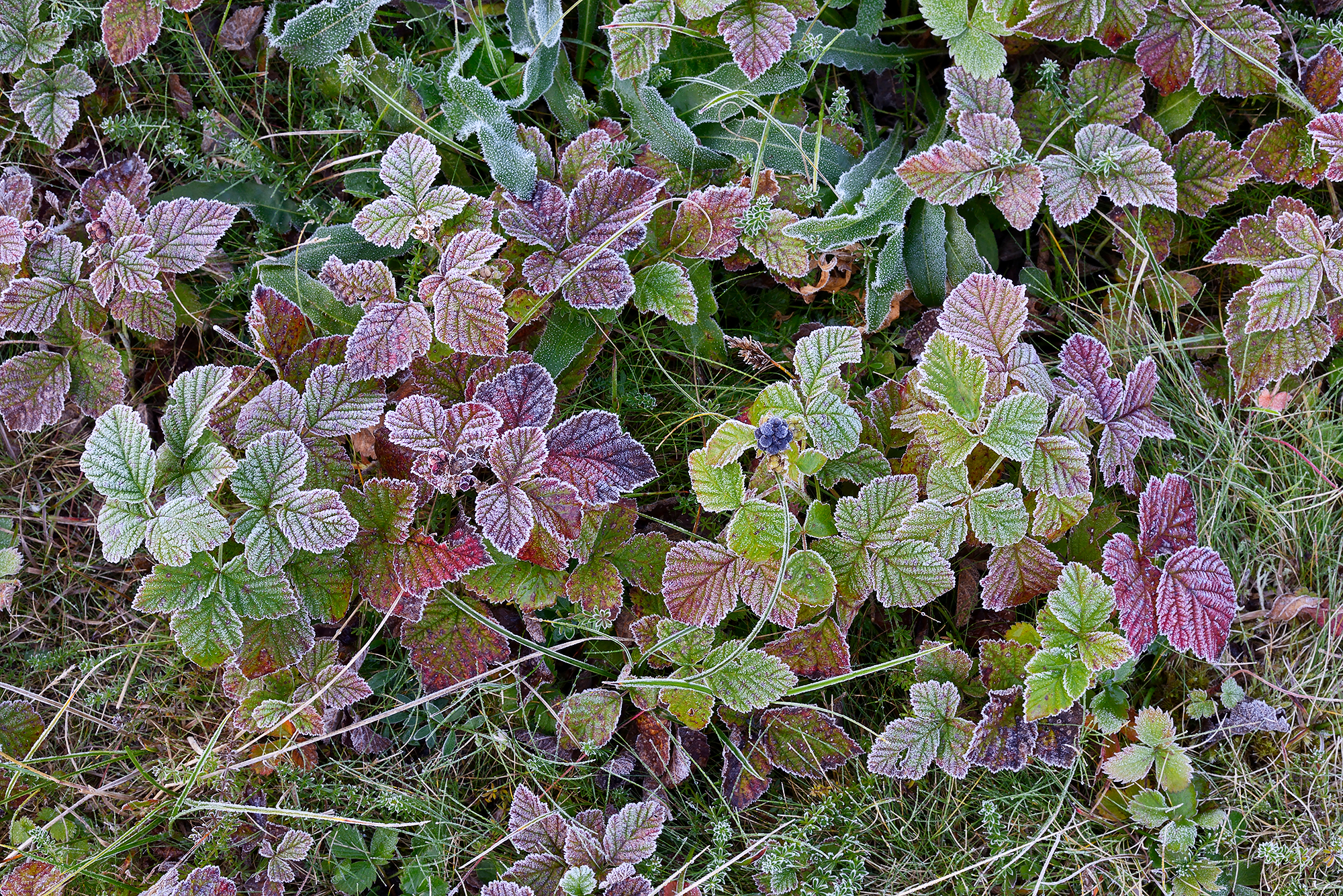 Met rijp bedekte, rood verkleurde bladeren van dauwbraam tijdens een koude ochtend in het Noordhollands Duinreservaat bij Egmond-Binnen.