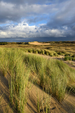 Warm strijklicht schijnt over het zand en helmgras van de duinen in het Noordhollands Duinreservaat bij Heemskerk