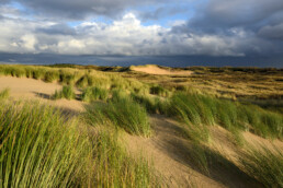 Warm strijklicht schijnt over het zand en helmgras van de duinen in het Noordhollands Duinreservaat bij Heemskerk