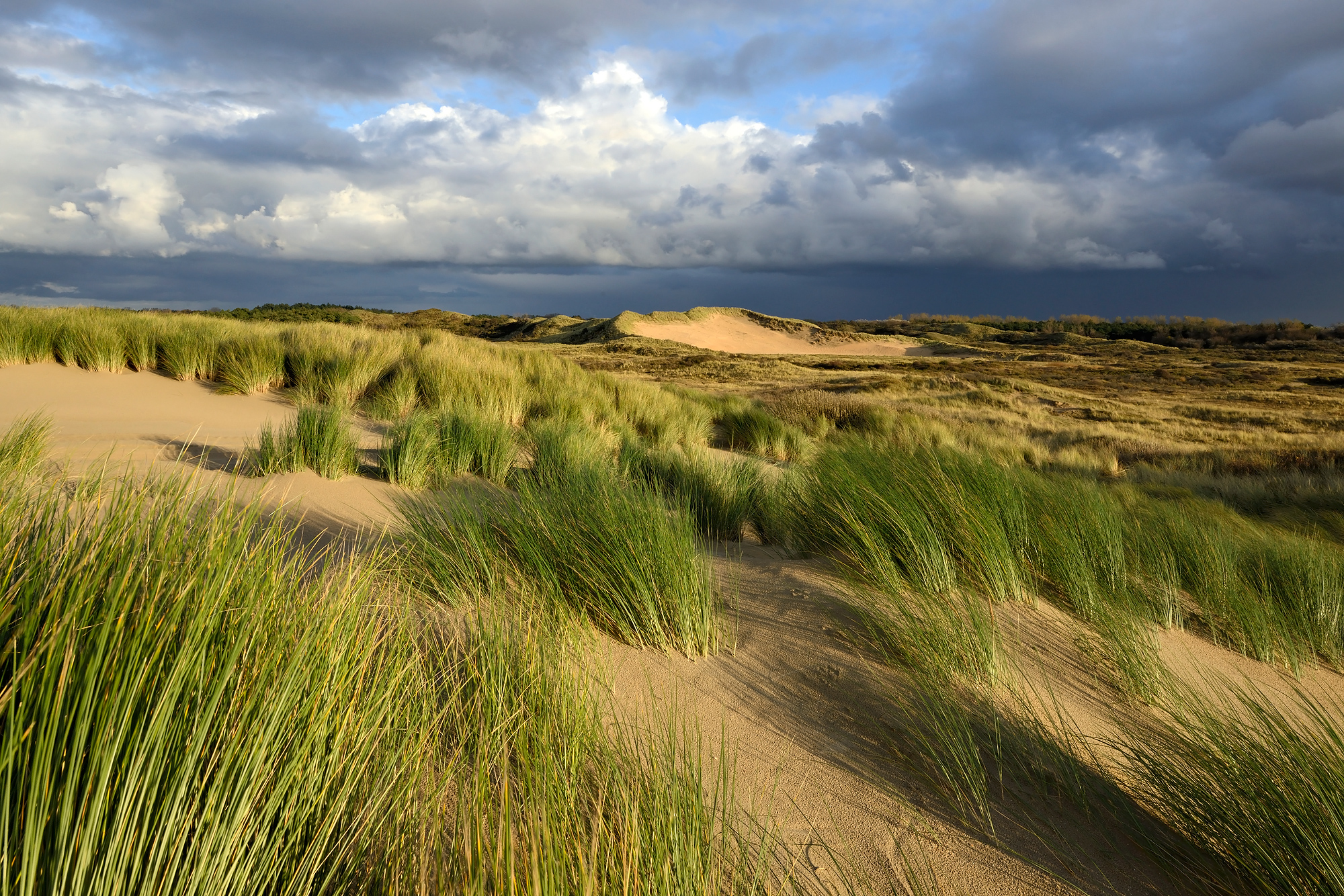 Warm strijklicht schijnt over het zand en helmgras van de duinen in het Noordhollands Duinreservaat bij Heemskerk