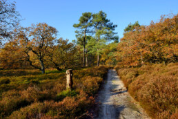 Zanderig wandelpad langs heideveld, eiken en naaldbomen tijdens een zonnige herfstdag in het Noordhollands Duinreservaat bij Bergen.