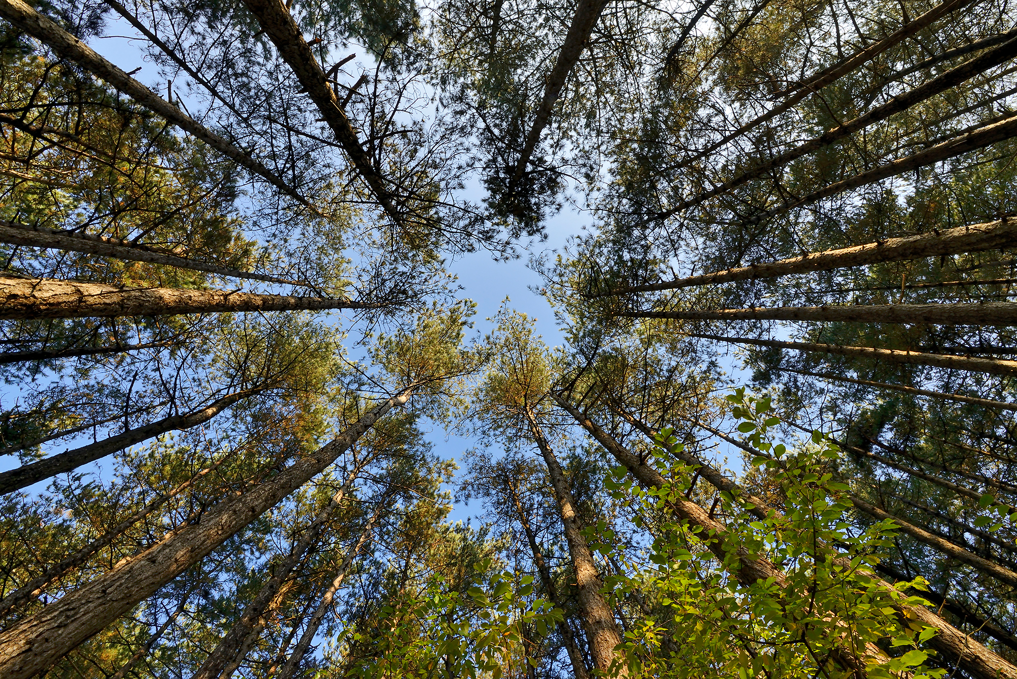 Zicht vanaf onderen op de boomstammen, takken en toppen van naaldbos in de Schoorlse Duinen.