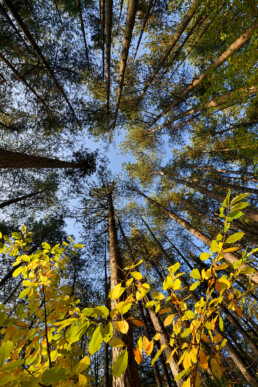 Zicht vanaf onderen op de boomstammen, takken en toppen van het naaldbos in de Schoorlse Duinen.