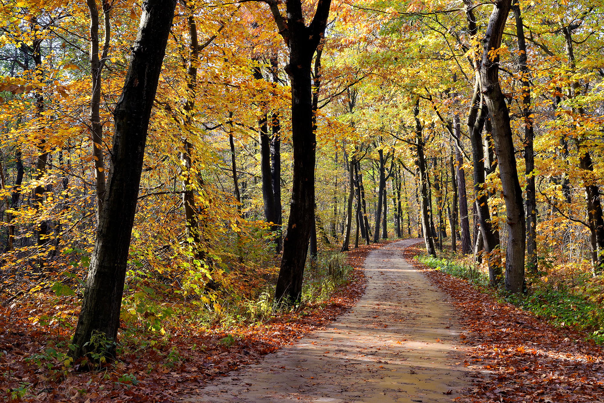 Gevallen bladeren langs slingerend fietspad met aan weerszijden boomstammen van kleurig bos tijdens herfst in de Schoorlse Duinen.