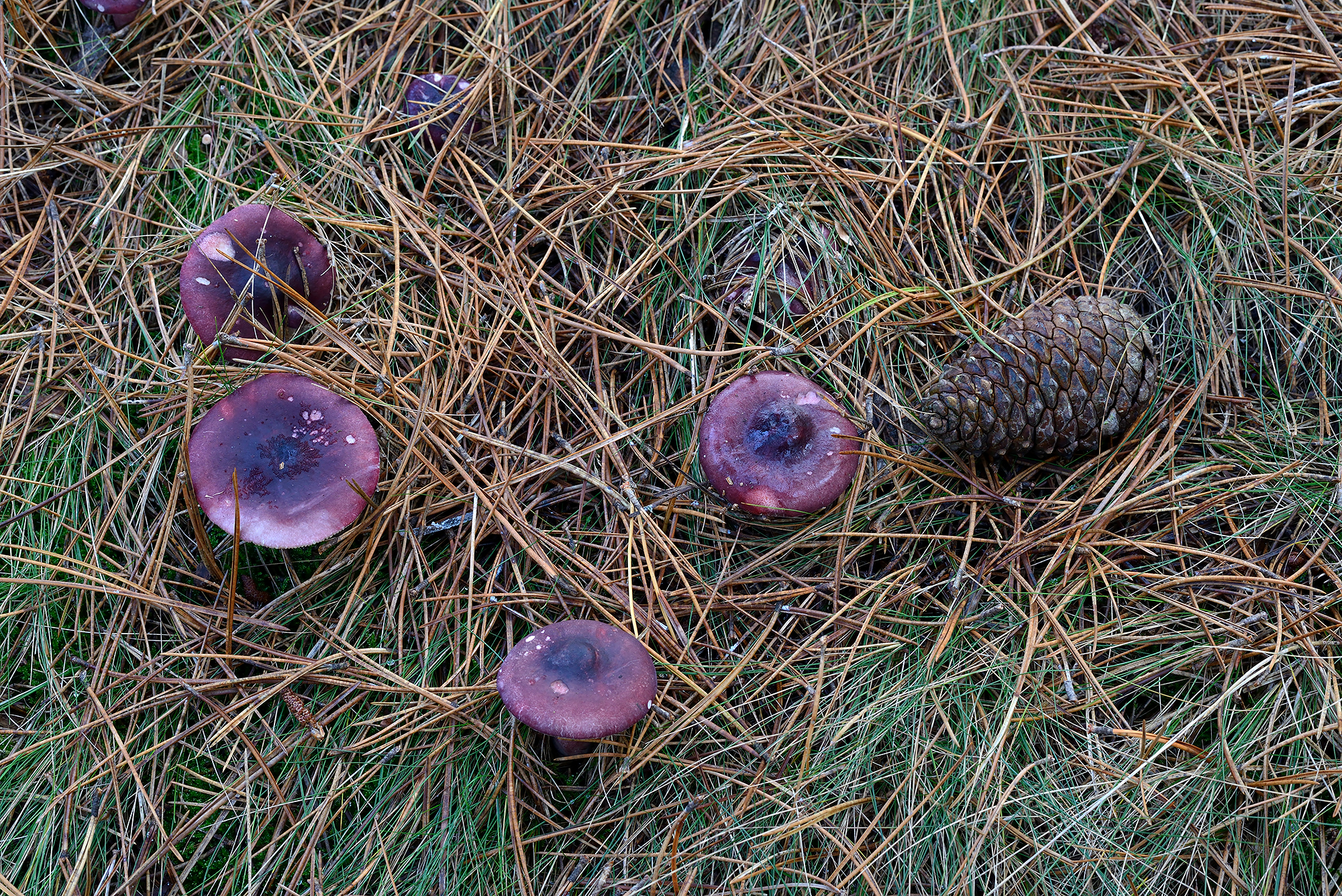 Paarse hoeden van zwartpurperen russula (Russula atropurpurea) tussen dennennaalden in het naaldbos van de Schoorlse Duinen bij Groet