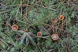 Witte ijskristallen van rijp op de hoed van paddenstoelen na een koude nacht aan de rand van het naaldbos in de Schoorlse Duinen bij Groet