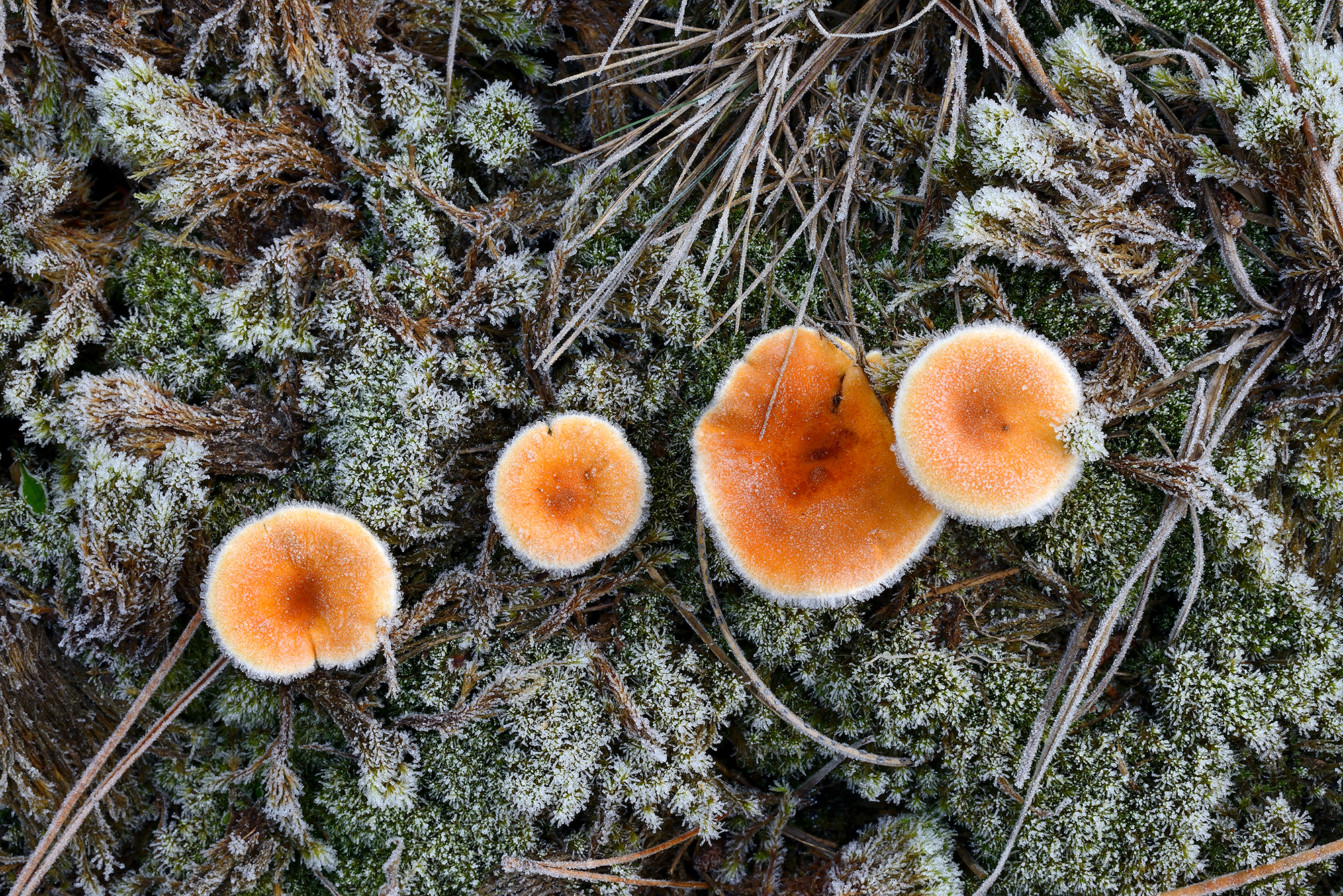 Rijp op een rij oranje zwammen op de grond in het naaldbos na een koude nacht in de Schoorlse Duinen