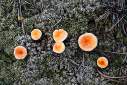 Witte ijskristallen van rijp op de hoed van paddenstoelen na een koude nacht in de Schoorlse Duinen bij het dorpje Groet